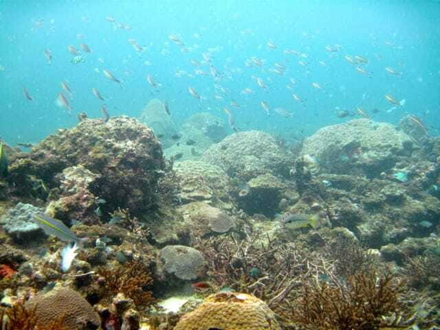 Full-Day Guided Snorkeling Tour from Kota Kinabalu - Final Thoughts: Who Should Consider This Tour?
