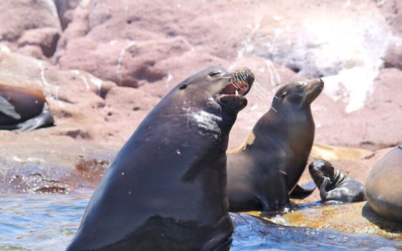 Full-day Guided Tour Espíritu Santo Island & Sea Lions - Important Information