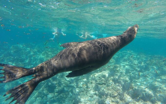 Full-day Guided Tour Espíritu Santo Island & Sea Lions - Tour Pricing