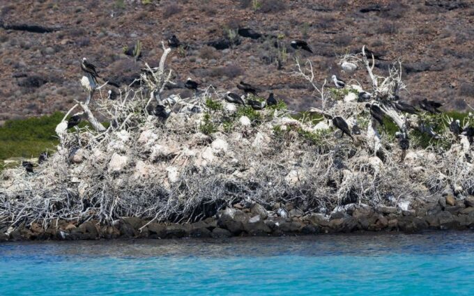 Full-day Guided Tour Espíritu Santo Island & Sea Lions - Group Size and Language Support