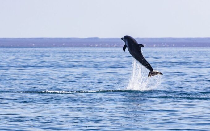 Full-day Guided Tour Espíritu Santo Island & Sea Lions - Frequently Asked Questions