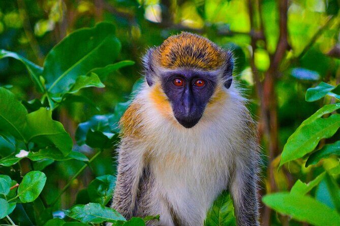 Full day Guided Tour in Barbados - Key Points