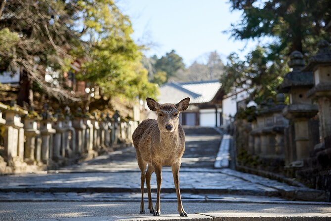 Full Day Guided Tour to Kyoto and Nara From Osaka - Meeting and Pickup