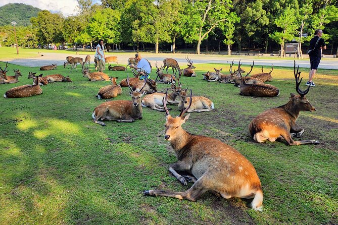 Full Day Guided Tour to Kyoto and Nara From Osaka - Itinerary Overview