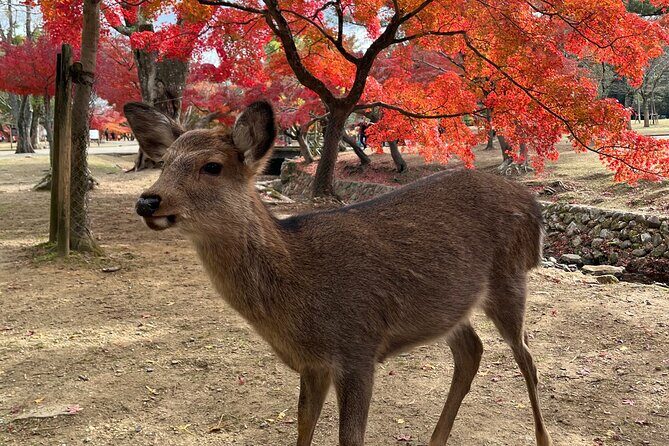 Full Day Guided Tour to Nara from Osaka by Van - What Makes This Tour Stand Out