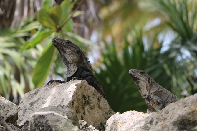 Full Day Guided Tour to Sian Kaan (Short Way) - Pickup Information