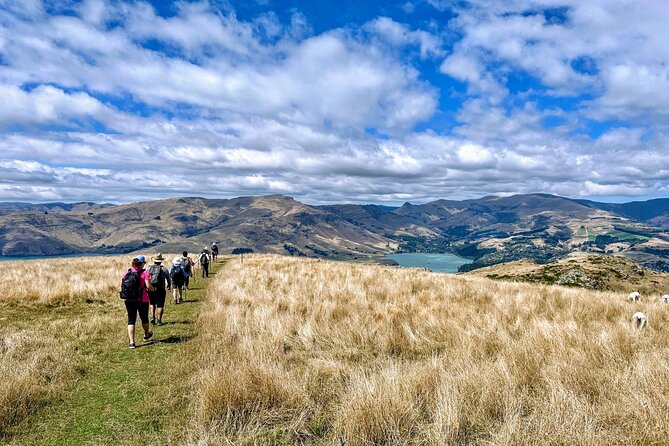 Full Day Guided Walking Tour and Picnic on Banks Peninsula - Scenic Highlights