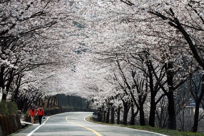 Full-Day Hadong, Gwangyang, Cherry Blossom, Green Tea Fields Private Tour - Good To Know