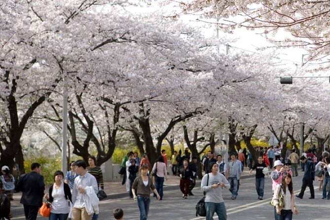 Full-Day Hadong, Gwangyang, Cherry Blossom, Green Tea Fields Private Tour - Inclusions and Transportation