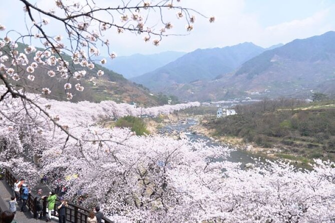 Full-Day Hadong, Gwangyang, Cherry Blossom, Green Tea Fields Private Tour - Meals and Admission Fees