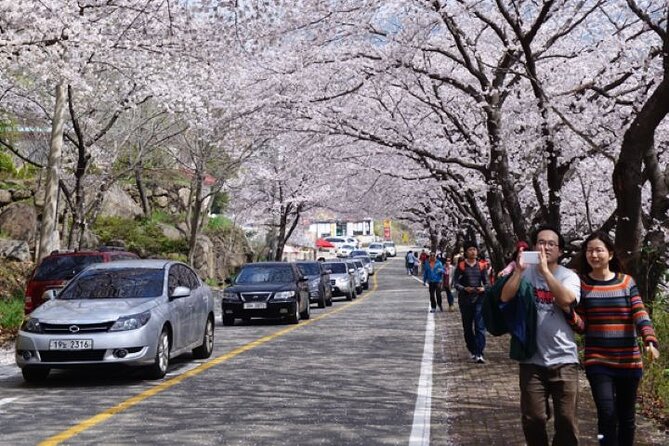 Full-Day Hadong, Gwangyang, Cherry Blossom, Green Tea Fields Private Tour - Traveler Reviews