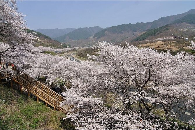 Full-Day Hadong, Gwangyang, Cherry Blossom, Green Tea Fields Private Tour - Discovering Gwangyang
