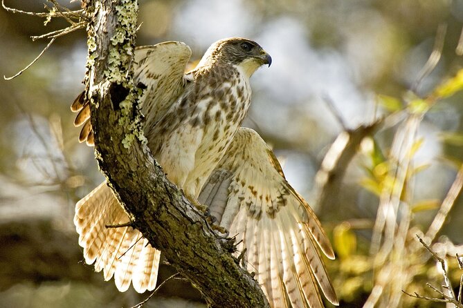 Full-Day Hakalau Forest Reserve Bird Watching Adventure - Inclusions