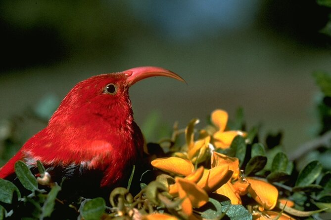 Full-Day Hakalau Forest Reserve Bird Watching Adventure - Pickup and Drop-off