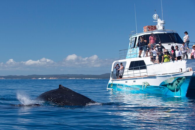 Full Day Hervey Bay Premium Whale Watching Cruise - Itinerary and Experience