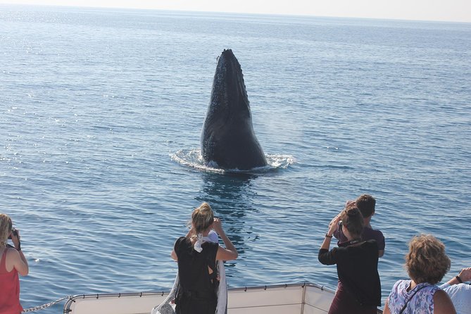 Full Day Hervey Bay Premium Whale Watching Cruise - Customer Feedback
