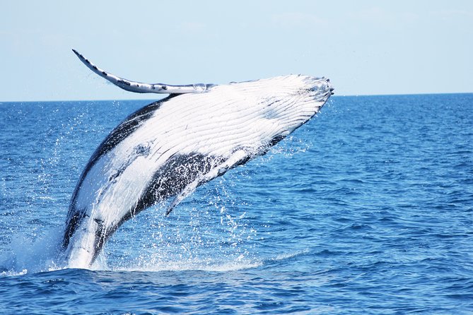 Full Day Hervey Bay Premium Whale Watching Cruise - Whale Watching Highlights