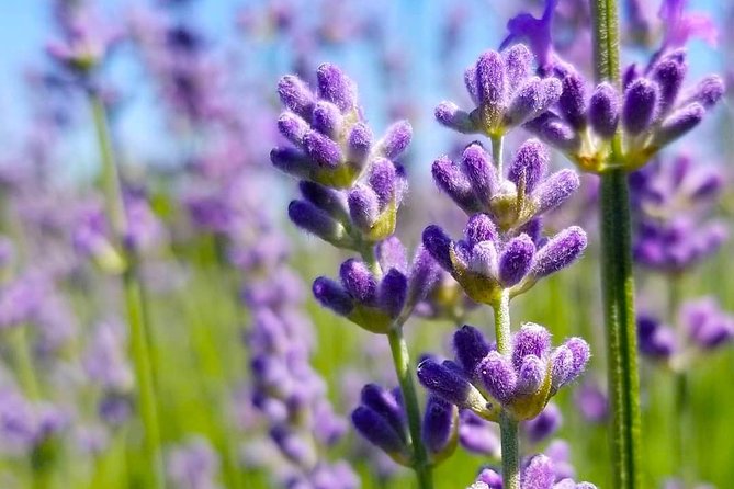Full-Day Highlights of Prince Edward County Private Tour - Timing