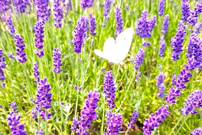 Full-Day Highlights of Prince Edward County Private Tour - Additional Information