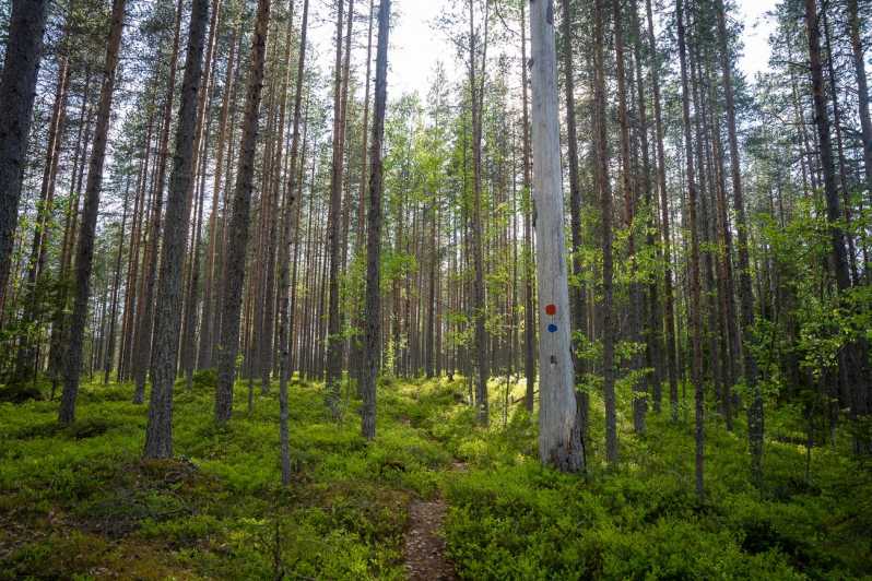 Full Day Hike at Iso-Palonen Nature Reserve - Historical Site Exploration