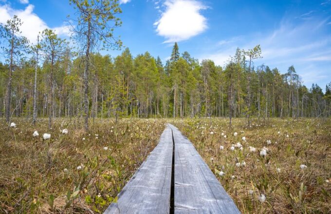 Full Day Hike at Iso-Palonen Nature Reserve - Recommended Packing and Prohibited Items