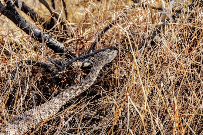 Full Day Hike in Joshua Tree National Park - What to Expect on the Trail