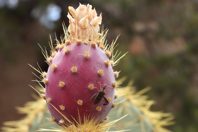 Full Day Hike in Joshua Tree National Park - Booking and Cancellation Policy