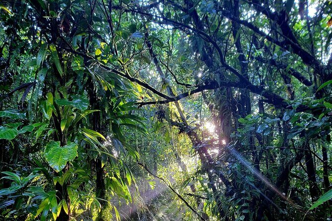 Full Day Hike Tour from Dominica - The Sum Up