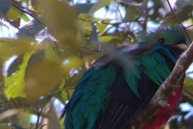 Full Day Hiking and Bird Watching at Savegre River San Gerardo Near to San Jose - Key Points