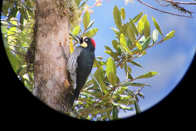 Full Day Hiking and Bird Watching at Savegre River San Gerardo Near to San Jose - Inclusions and Pickup Information