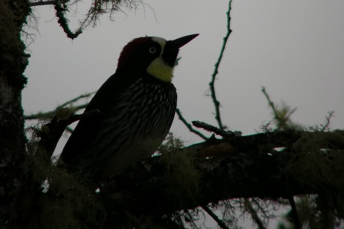 Full Day Hiking and Bird Watching at Savegre River San Gerardo Near to San Jose - Planning Your Visit