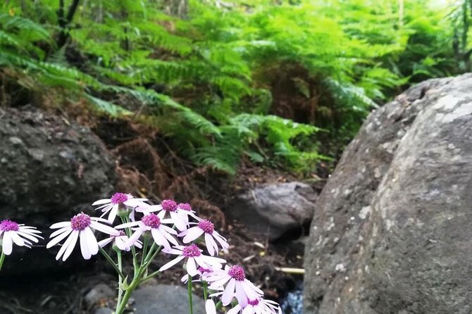 Full Day Hiking and Waterfalls Experience - Requirements and Recommendations