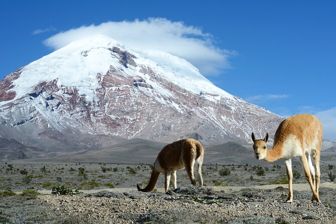 Full-Day Hiking Experience of Chimborazo Volcano With Lunch - Small-Group Hiking Adventure