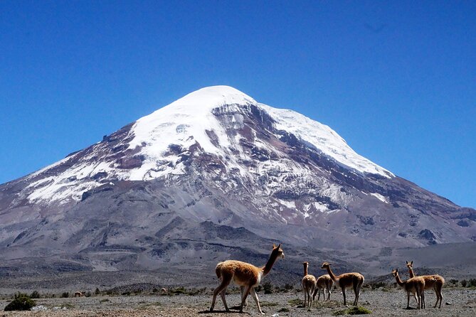 Full-Day Hiking Experience of Chimborazo Volcano With Lunch - Pricing and Cancellation Policy