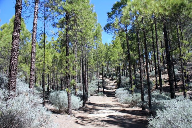 Full Day Hiking Gran Canaria Peaks of Gran Canaria - Included in the Tour