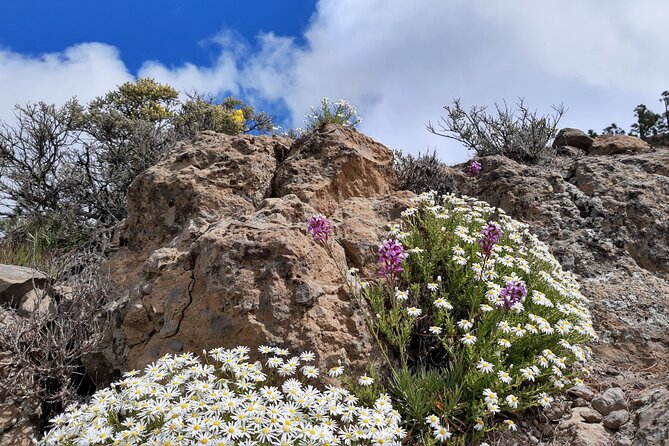 Full Day Hiking Gran Canaria Peaks of Gran Canaria - Physical Requirements