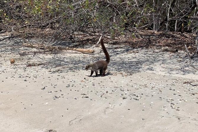 Full Day Hiking Manuel Antonio and Watching Wild Life at Nature From San Jose - Key Points