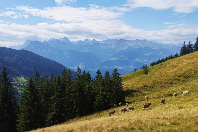 Full-Day Hiking Swiss Alps and Lake Lucerne With Pick-Up - Physical Fitness Requirements