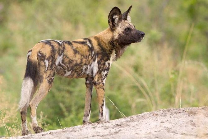Full Day - Hluhluwe Imfolozi Game Reserve 1 Day Tour From Durban - Accessibility and Policies