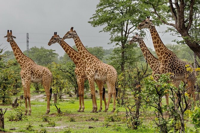 Full Day Hluhluwe Imfolozi Game Reserve From Durban - Wildlife Sightings on the Safari
