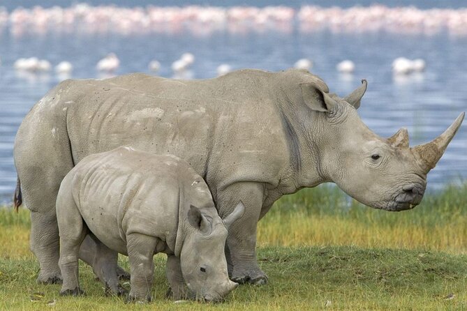 Full Day Hluhluwe Imfolozi Game Reserve From Durban - Pricing and Group Size Variations