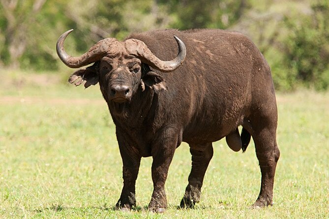 Full Day Hluhluwe Imfolozi Game Reserve From Durban - Confirmation and Cancellation Policy