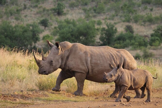 Full Day Hluhluwe Imfolozi Game Reserve From Durban - Positive Customer Reviews and Ratings