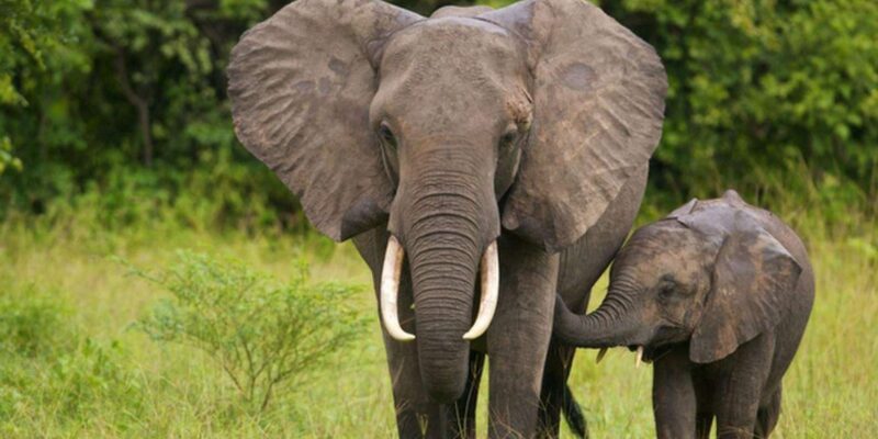 Full Day Hluhluwe Imfolozi Game Reserve Tour From Durban - Booking Information