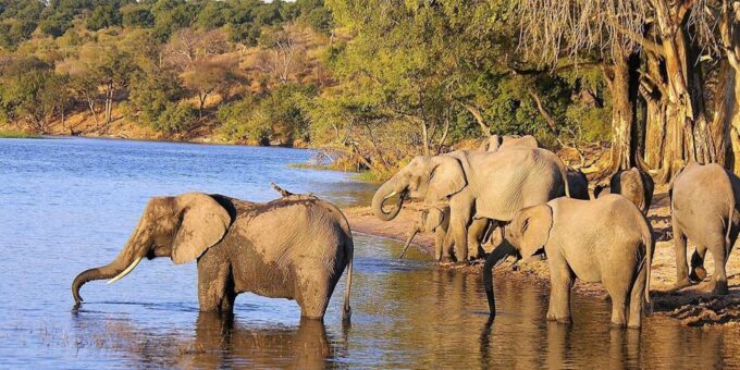 Full Day Hluhluwe Imfolozi Game Reserve Tour From Durban - Tour Guide Expertise
