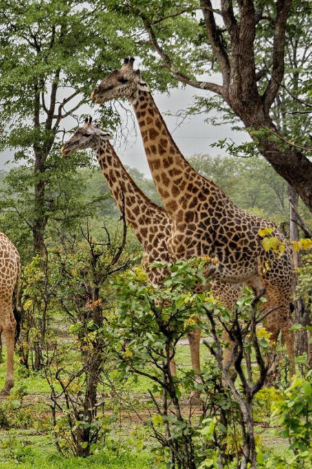 Full Day Hluhluwe Imfolozi Game Reserve Tour From Durban - Frequently Asked Questions