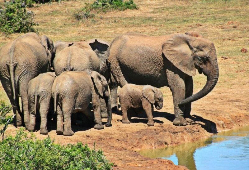 Full Day Hluhluwe Imfolozi Game Reserve Tour From Durban - Reserve Highlights