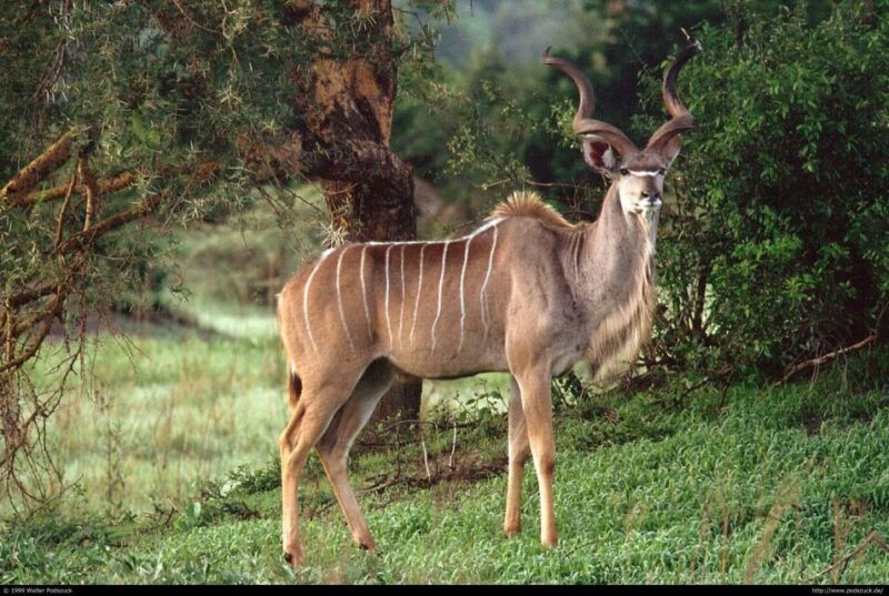 Full Day Hluhluwe Imfolozi Game Reserve Tour From Durban - Wildlife Diversity