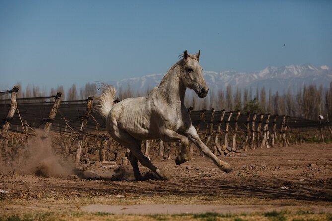 Full Day Horseback Riding - Health and Safety