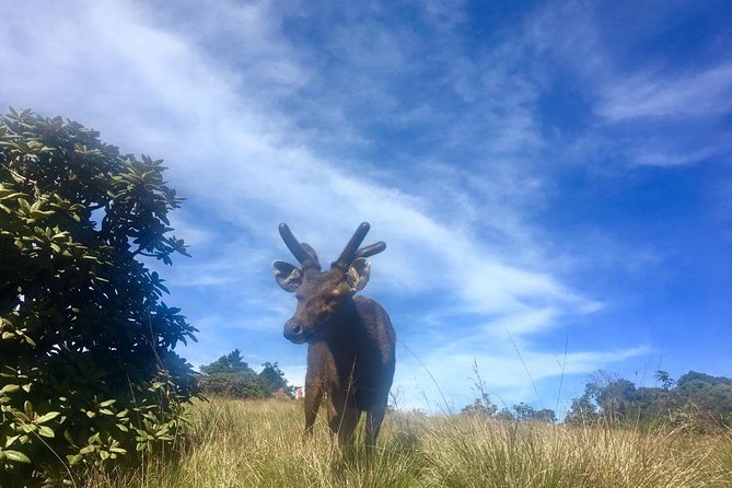 Full-Day Horton Plains National Park Tour From Nuwaraeliya - Whats Included?